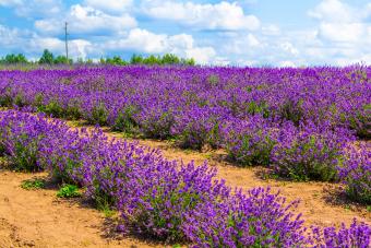 13 Beautiful Plants That Thrive in Sandy Soil