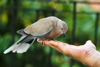 Spiritual Symbolism of Mourning Doves: From Grief to Grace